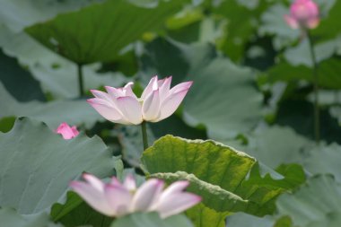 Arka planda yeşil yapraklar ile yaz göletinde açan nilüfer çiçeği.