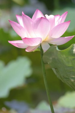 the close up of big lotus at pool 