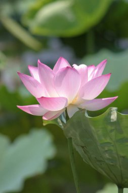 the close up of big lotus at pool 