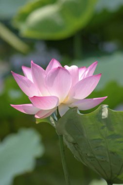a Lotus planting in a pool, hk