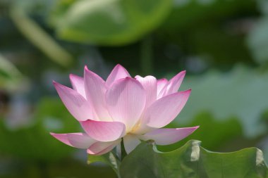 the close up of big lotus at pool 