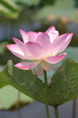 the close up of big lotus at pool 