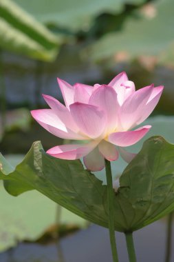 Arka planda yeşil yapraklar ile yaz göletinde açan nilüfer çiçeği.