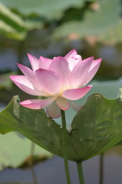 the close up of big lotus at pool 