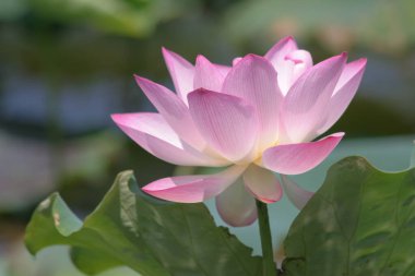 a Lotus planting in a pool, hk