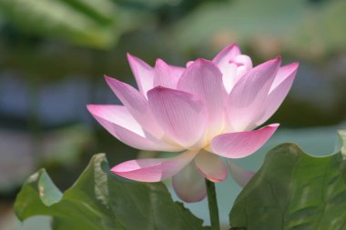 Lotus tarlası göletinde pembe nilüfer çiçeği