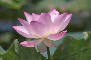 Arka planda yeşil yapraklar ile yaz göletinde açan nilüfer çiçeği.