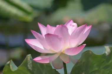 the close up of big lotus at pool 