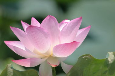 Arka planda yeşil yapraklar ile yaz göletinde açan nilüfer çiçeği.