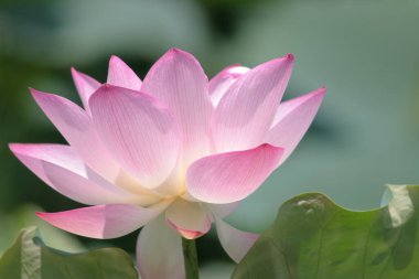 a Lotus planting in a pool, hk
