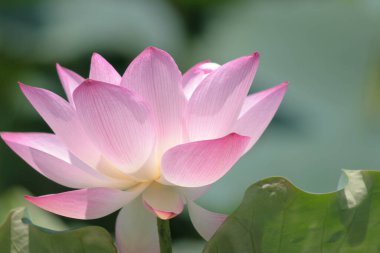 the close up of big lotus at pool 