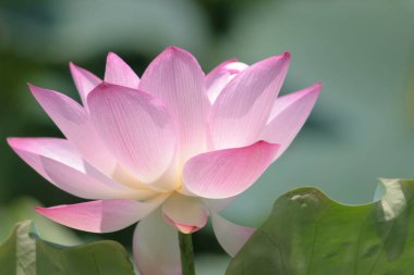 Arka planda yeşil yapraklar ile yaz göletinde açan nilüfer çiçeği.