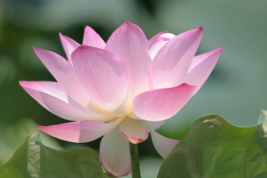 Lotus tarlası göletinde pembe nilüfer çiçeği