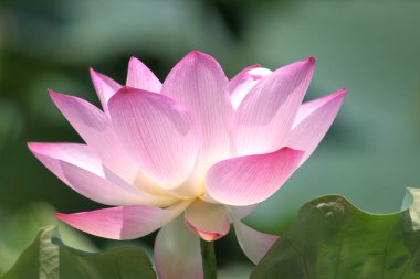 the close up of big lotus at pool 