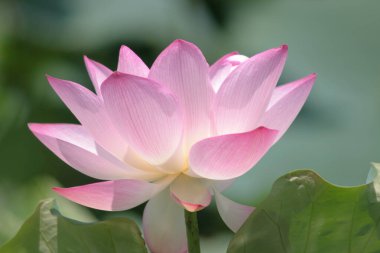 a Lotus planting in a pool, hk
