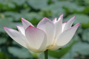 a Lotus planting in a pool, hk