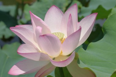 a Lotus planting in a pool, hk