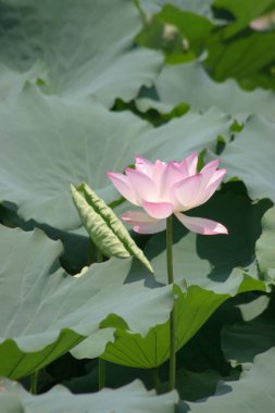 a Lotus planting in a pool, hk