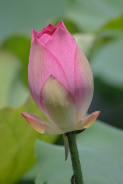 Arka planda yeşil yapraklar ile yaz göletinde açan nilüfer çiçeği.