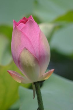 Arka planda yeşil yapraklar ile yaz göletinde açan nilüfer çiçeği.