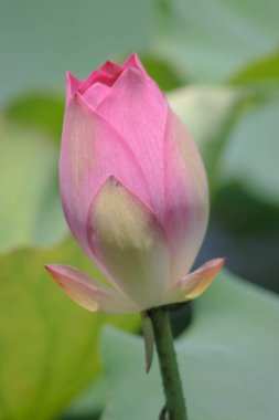 Lotus tarlası göletinde pembe nilüfer çiçeği