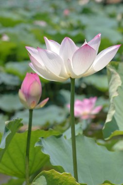 the close up of big lotus at pool 