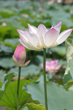 the close up of big lotus at pool 