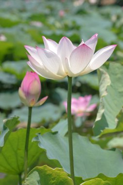 the close up of big lotus at pool 