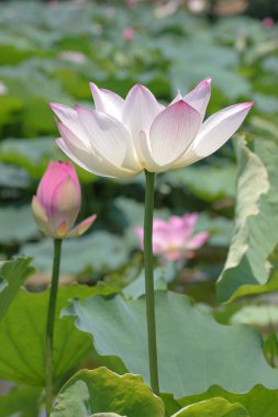 the close up of big lotus at pool 