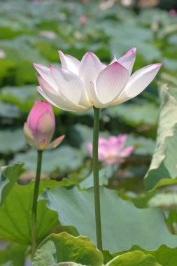 Arka planda yeşil yapraklar ile yaz göletinde açan nilüfer çiçeği.