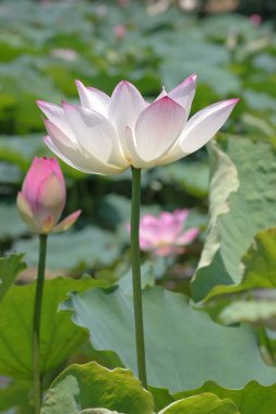 the close up of big lotus at pool 