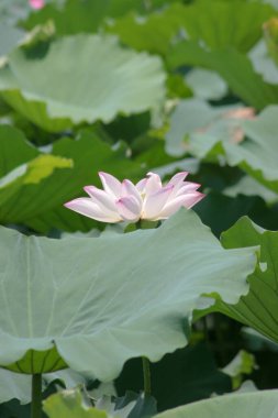 Lotus field at Tin Shui Wai, hong kong