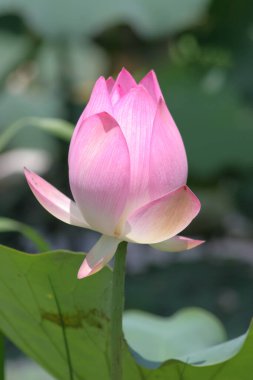 Lotus tarlası göletinde pembe nilüfer çiçeği