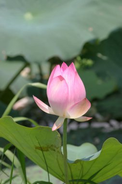 the close up of big lotus at pool 
