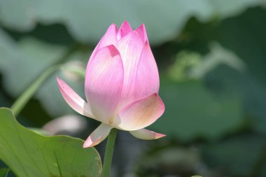 Arka planda yeşil yapraklar ile yaz göletinde açan nilüfer çiçeği.