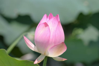 Arka planda yeşil yapraklar ile yaz göletinde açan nilüfer çiçeği.