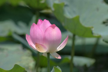 Arka planda yeşil yapraklar ile yaz göletinde açan nilüfer çiçeği.