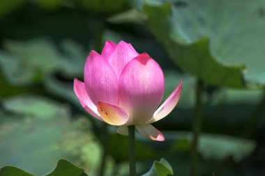 Arka planda yeşil yapraklar ile yaz göletinde açan nilüfer çiçeği.