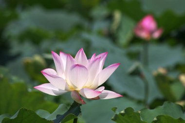a Lotus planting in a pool, hk