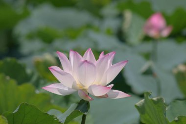 Arka planda yeşil yapraklar ile yaz göletinde açan nilüfer çiçeği.