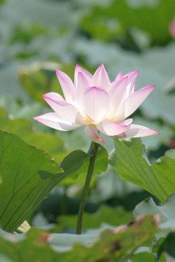 the close up of big lotus at pool 