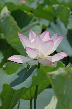 a Lotus planting in a pool, hk