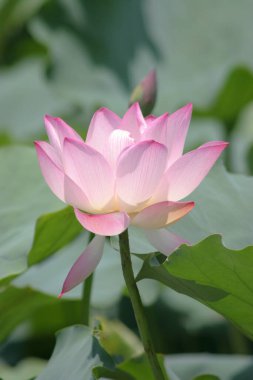 the close up of big lotus at pool 
