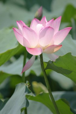 the close up of big lotus at pool 