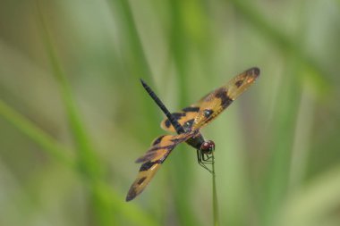 Yusufçuk ağacın tepesine tünemiş, doğa arka planıyla.,