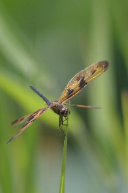 Yusufçuk ağacın tepesine tünemiş, doğa arka planıyla.,