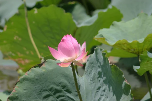 Lotusblume Blüht Sommerteich Mit Grünen Blättern Als Hintergrund — Stockfoto