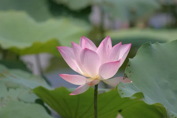 蓮畑池のピンクの蓮の花 — ストック写真