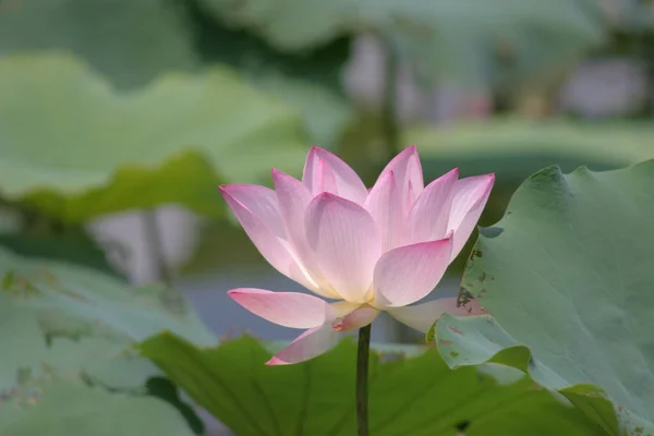 Close Big Lotus Pool — Fotografia de Stock