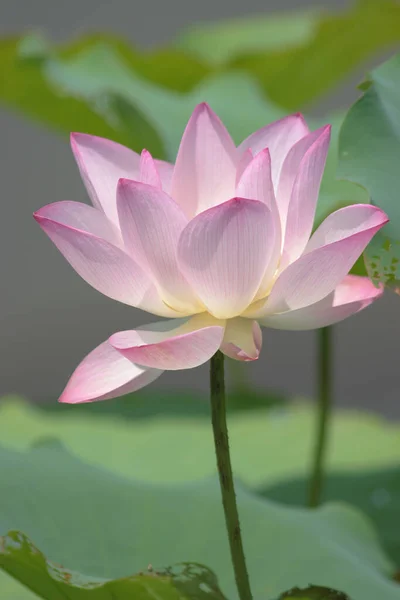 Lotus Plantation Dans Une Piscine — Photo